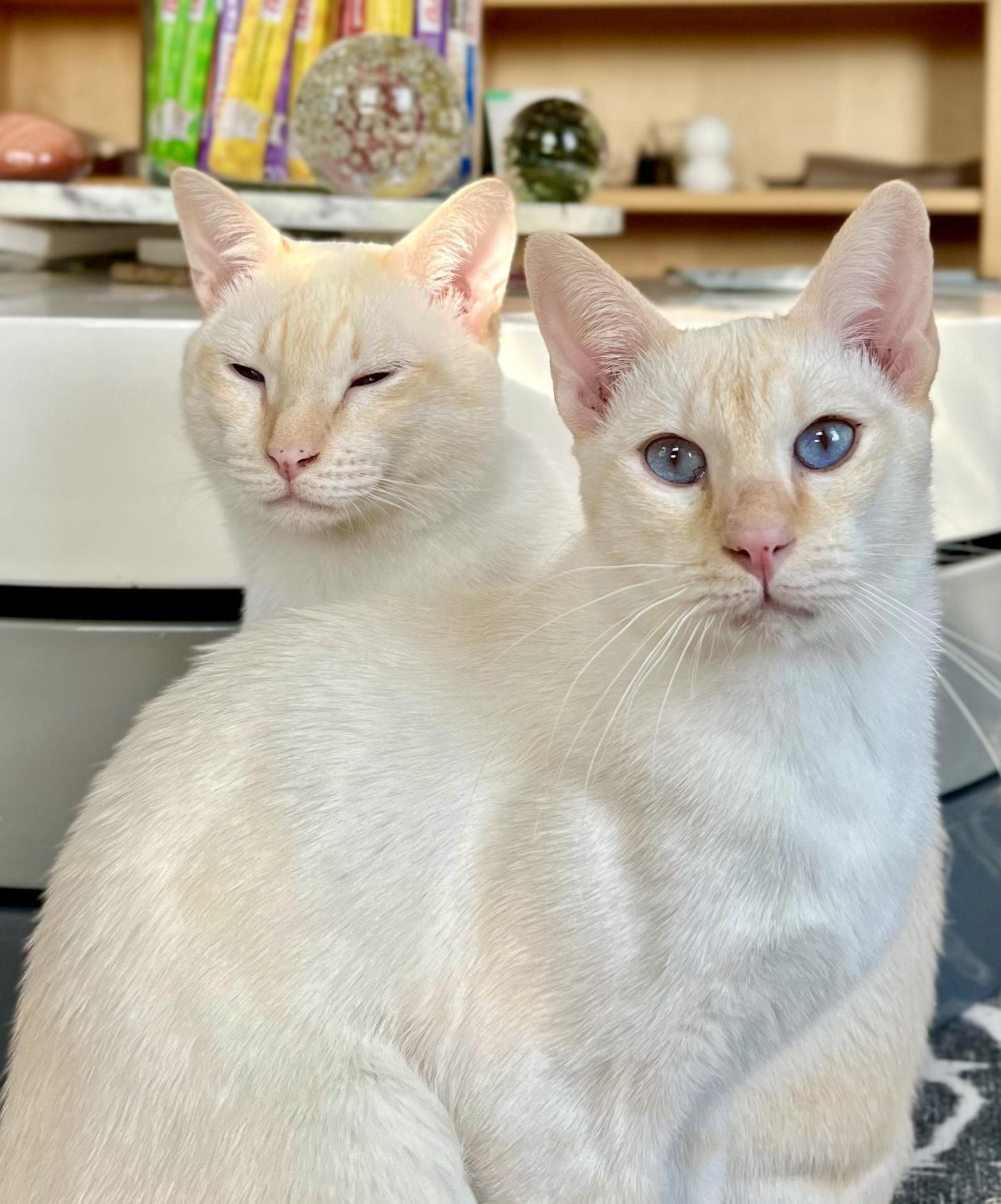Enlarge CHESNEY, a Adopted Siamese in valparaiso, IN image 4/6
