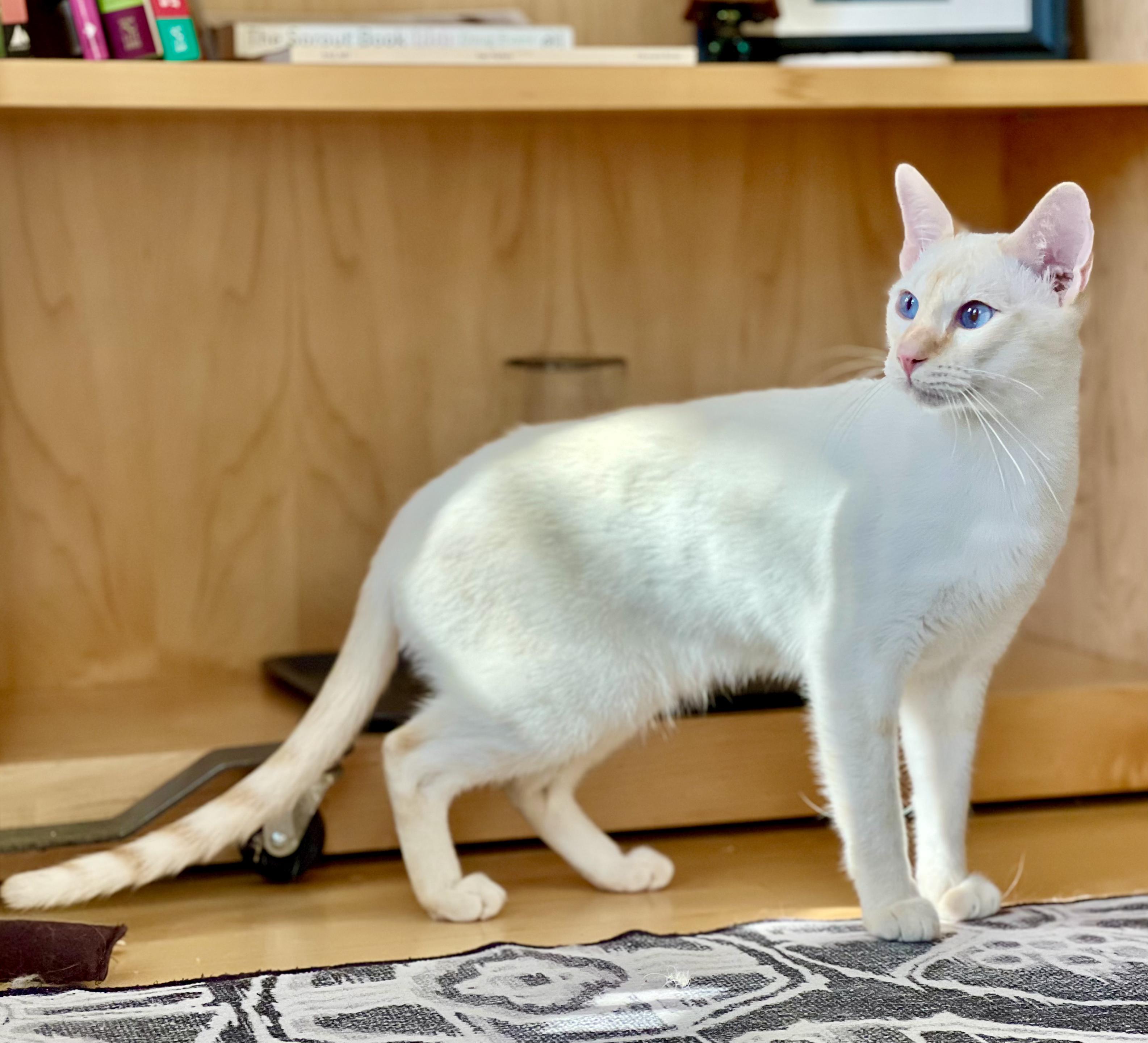 Enlarge CHESNEY, a Adopted Siamese in valparaiso, IN image 6/6