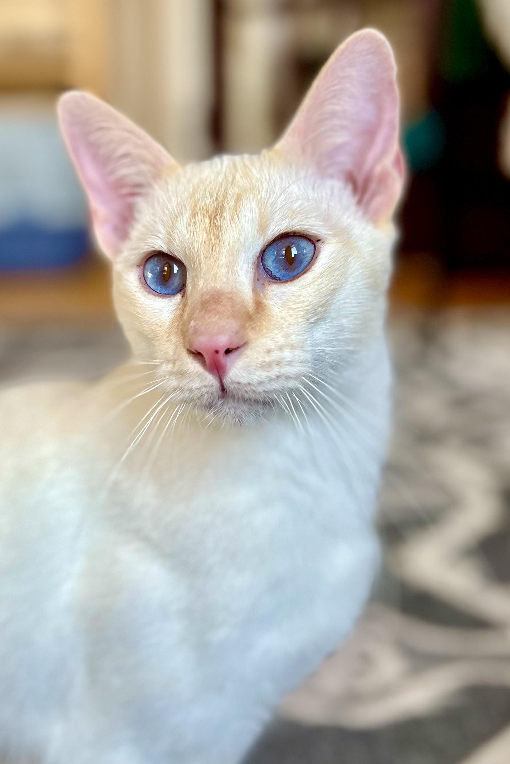 Enlarge CHESNEY, a Adopted Siamese in valparaiso, IN image 2/6