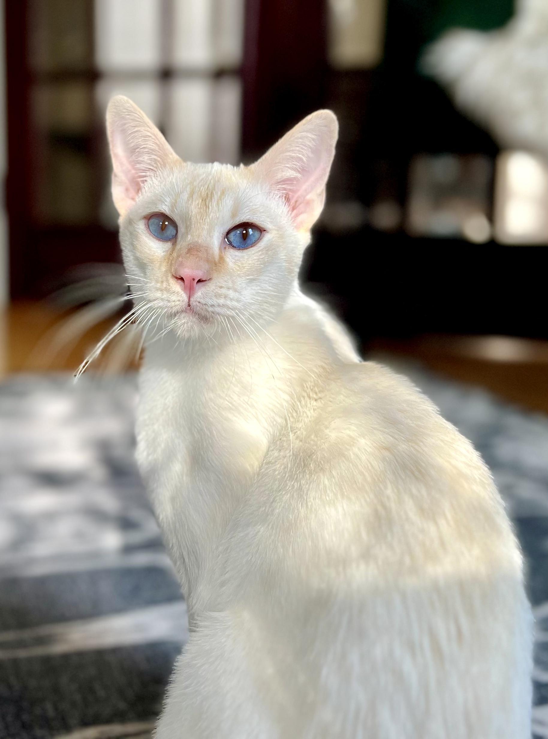 Enlarge CHESNEY, a Adopted Siamese in valparaiso, IN image 1/6