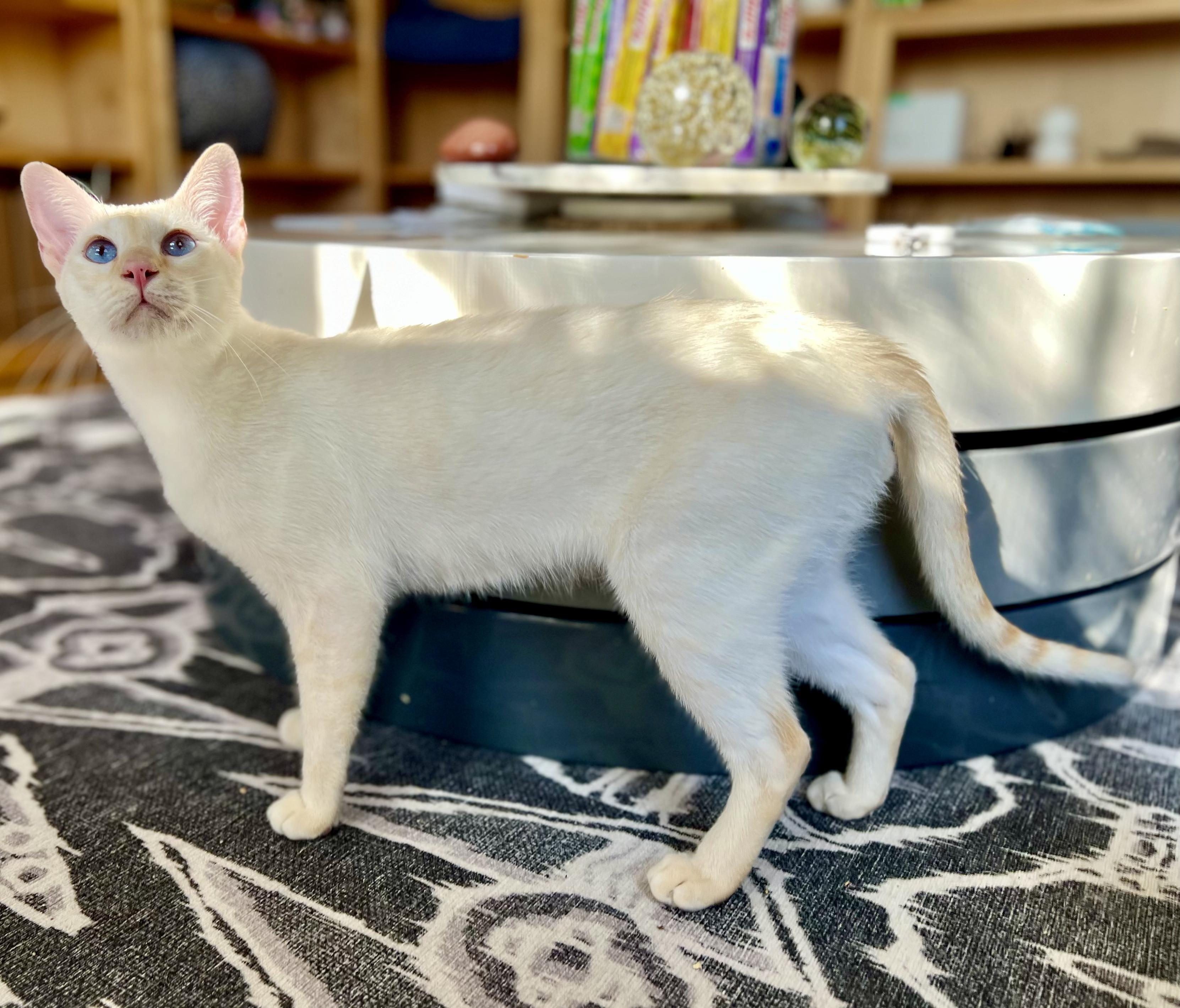 Enlarge CHESNEY, a Adopted Siamese in valparaiso, IN image 5/6