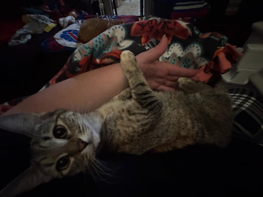 Rumpleteazer, Adoptable, Kitten Female American Shorthair.