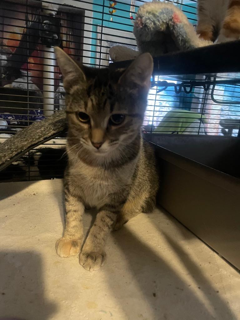 Enlarge Rumpleteazer, a Adoptable American Shorthair in Hagaman, NY image 2/3