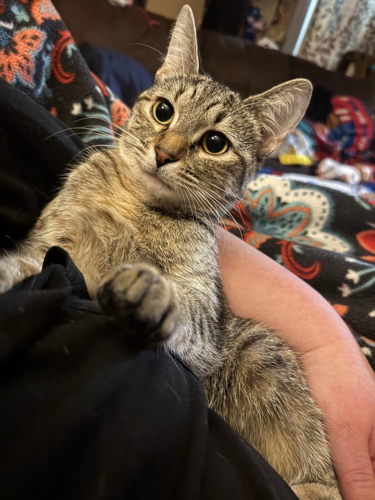 Enlarge Rumpleteazer, a Adoptable American Shorthair in Hagaman, NY image 3/3