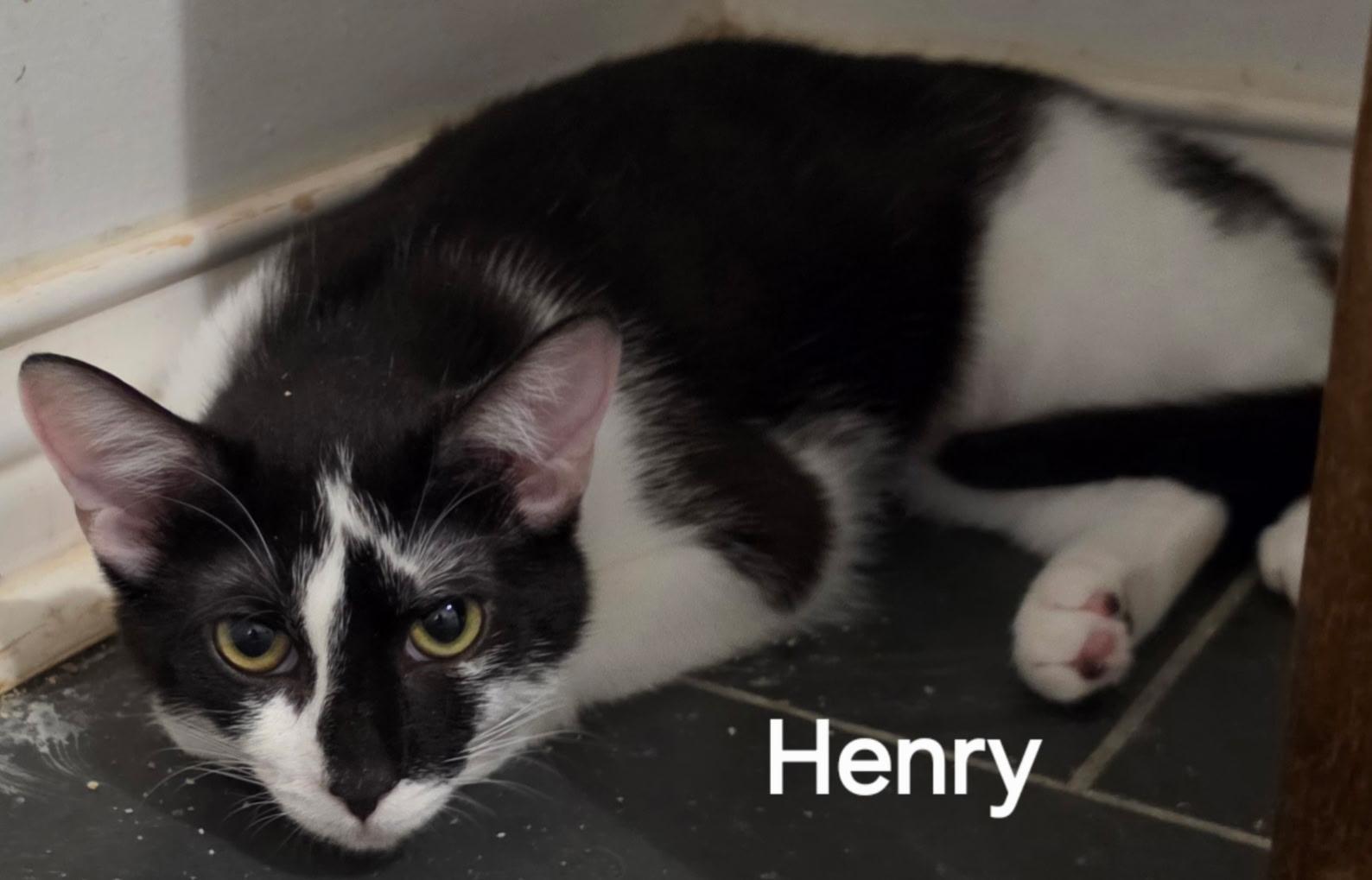 Henry, Adoptable, Adult Male Tuxedo.