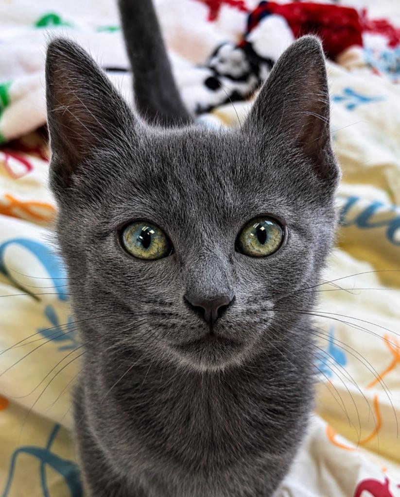 Edna, Adoptable, Kitten Female Domestic Short Hair.