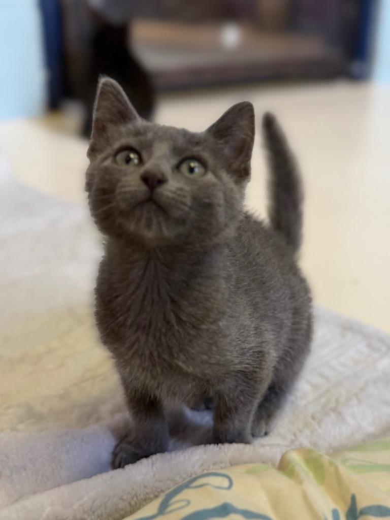 Edna, a Adoptable mixed breed in Sherwood, AR image 2/2