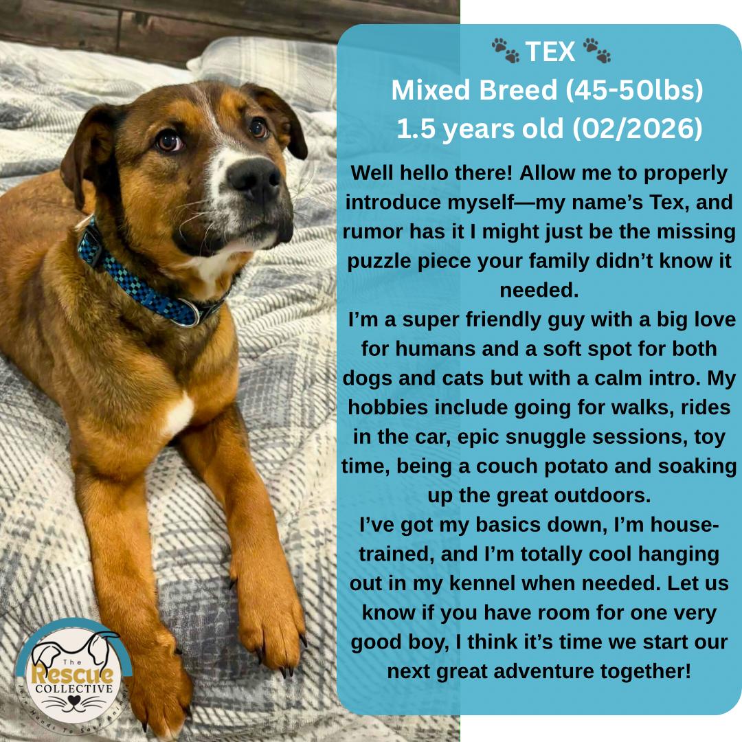 Enlarge Tex, a ADOPTABLE Mixed Breed in Clive, AB image 1/1