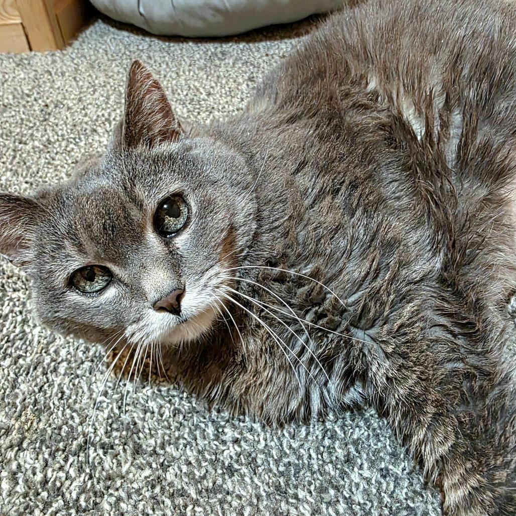 Tallulah C11733, Adoptable, Senior Female Domestic Short Hair.