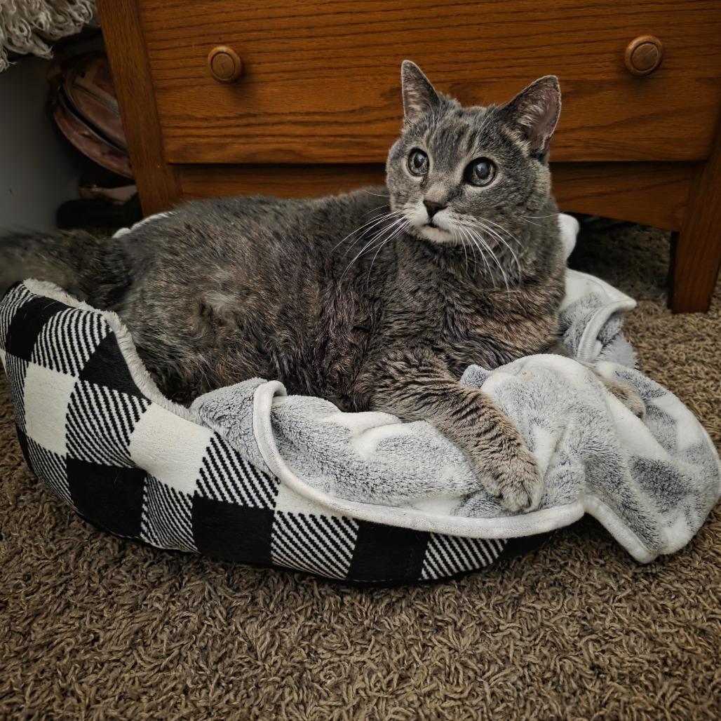 Enlarge Tallulah C11733, a Adoptable Domestic Short Hair in Princeton, MN image 2/5