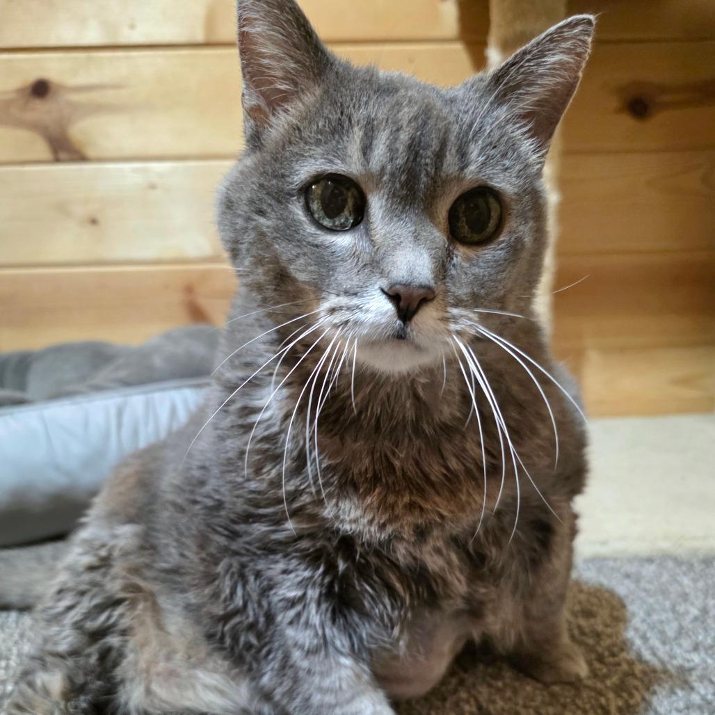 Enlarge Tallulah C11733, a Adoptable Domestic Short Hair in Princeton, MN image 3/5