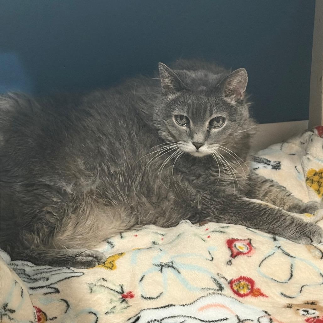 Enlarge Tallulah C11733, a Adoptable Domestic Short Hair in Princeton, MN image 4/5