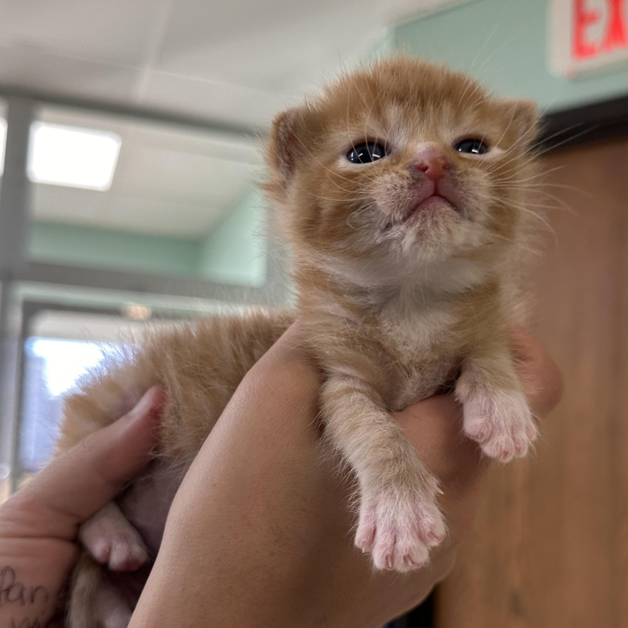 Nigel, Adopted, Kitten Male Domestic Medium Hair.