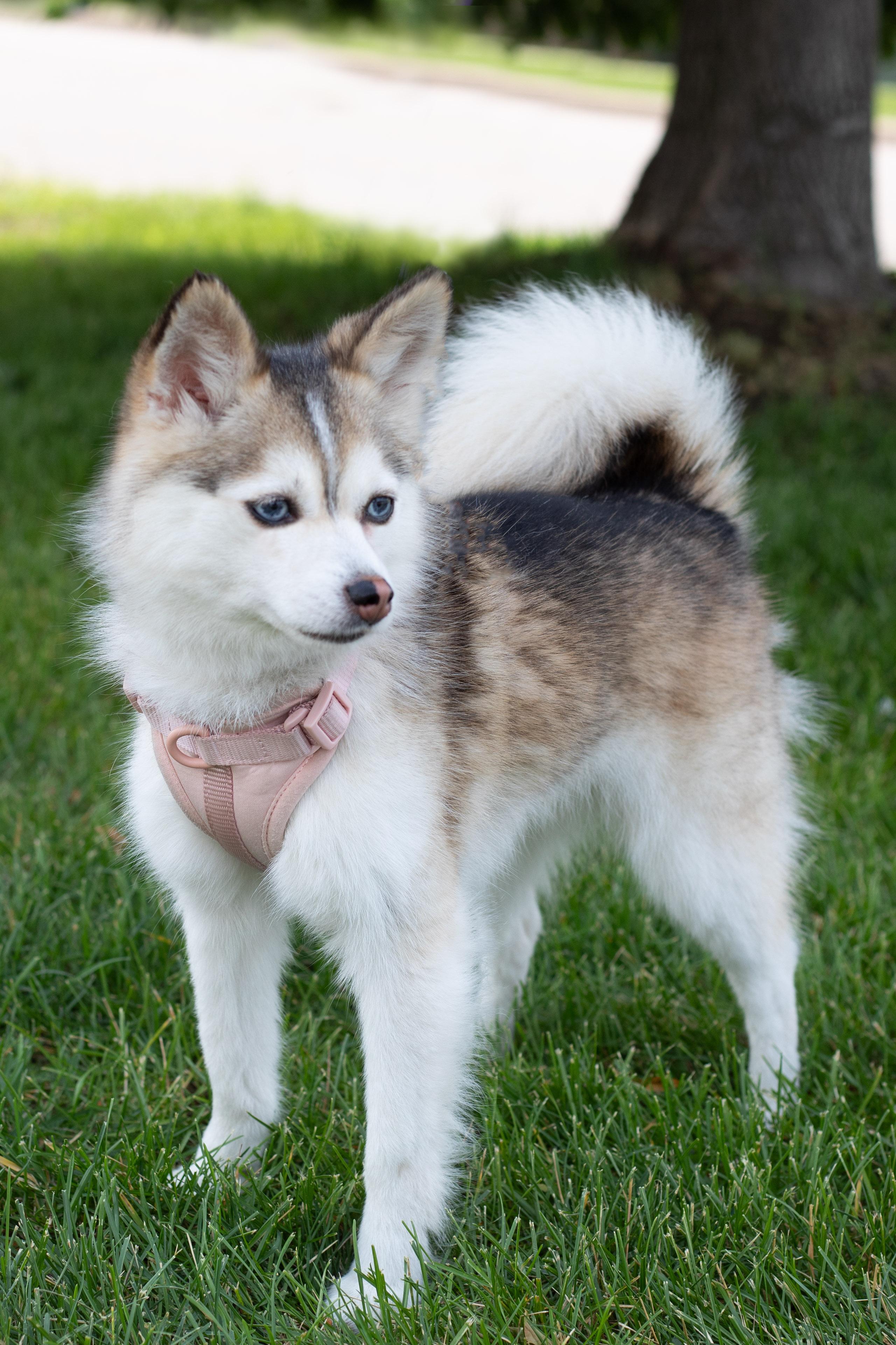Nellie and Tucker (bonded pair), an adoptable Pomsky in Farmington, MN, 55024 | Photo Image 3