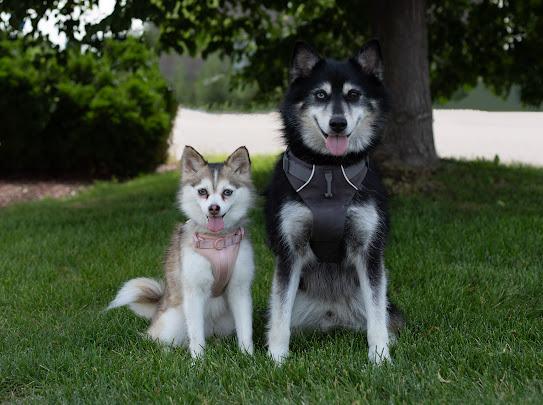 Nellie and Tucker (bonded pair), an adoptable Pomsky in Farmington, MN, 55024 | Photo Image 1