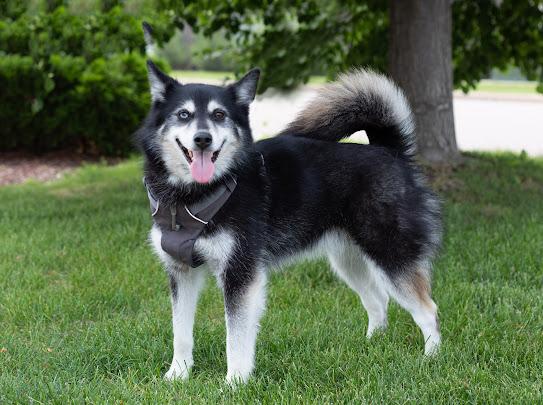 Nellie and Tucker (bonded pair), an adoptable Pomsky in Farmington, MN, 55024 | Photo Image 2