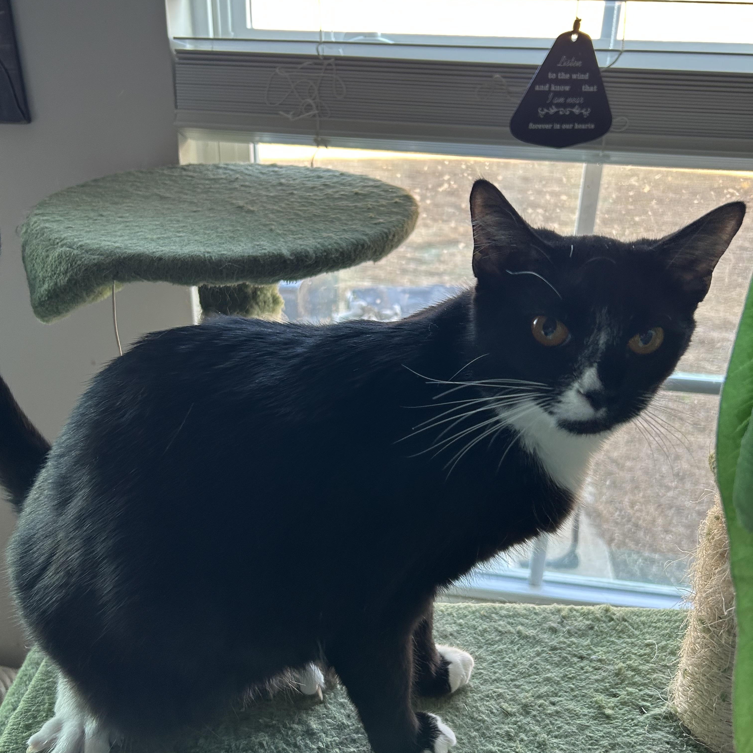 Milo Bear — thumbnail 2