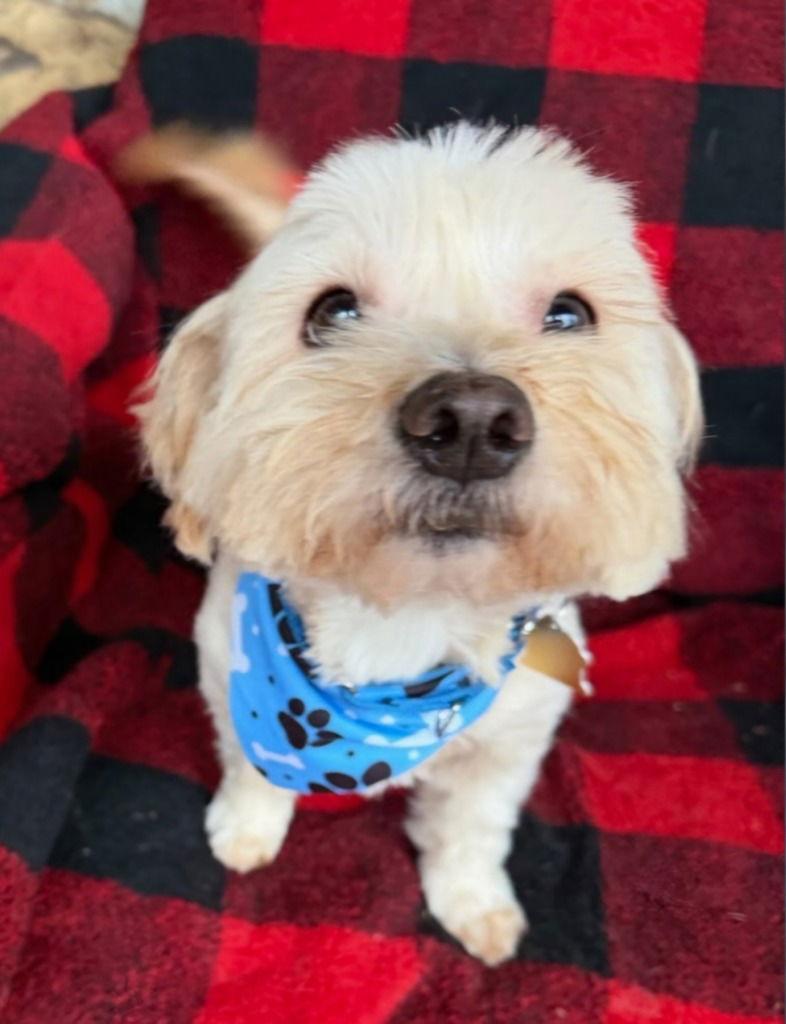 Moogan, Adoptable, Adult Male Terrier & Terrier.