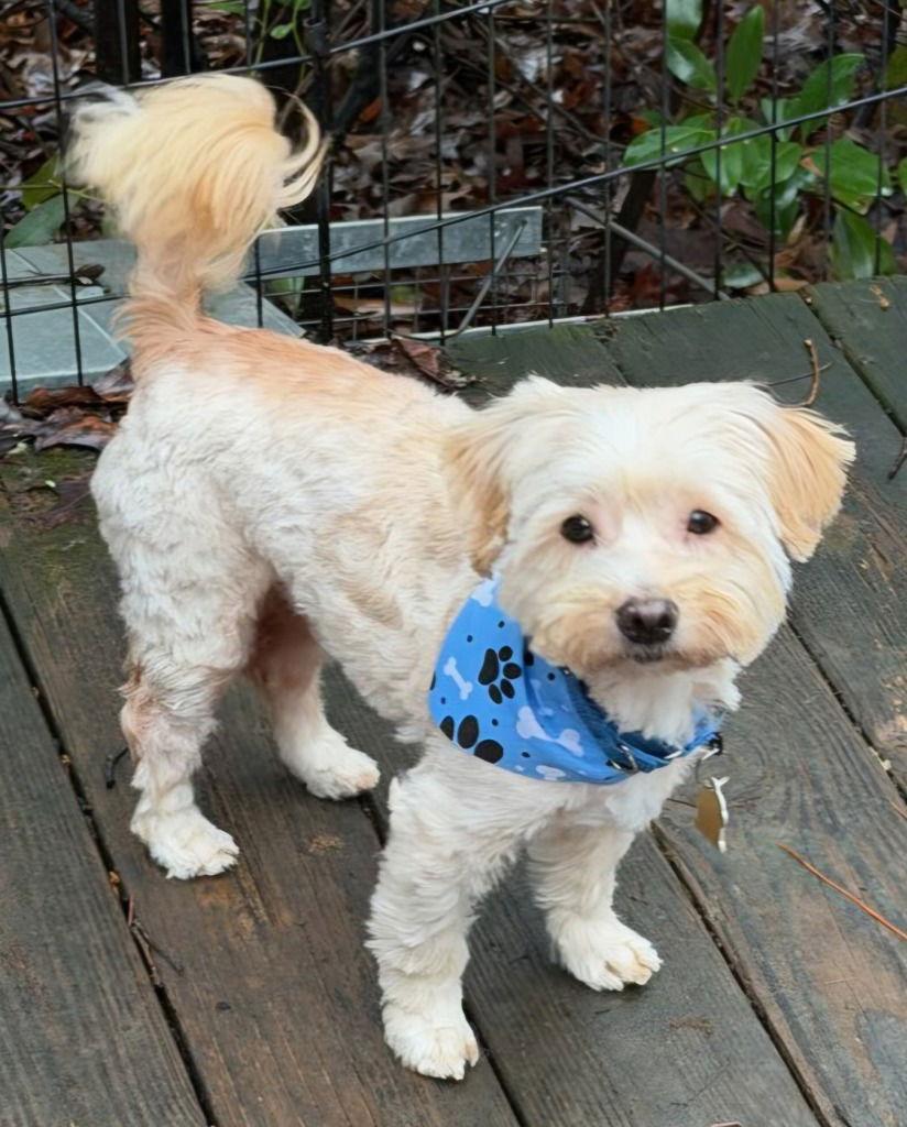 Moogan, a Adoptable mixed breed in Ellijay, GA image 2/3