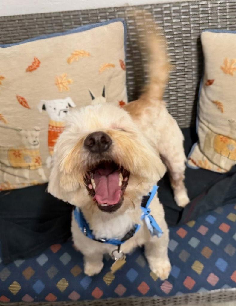 Moogan, a Adoptable mixed breed in Ellijay, GA image 3/3