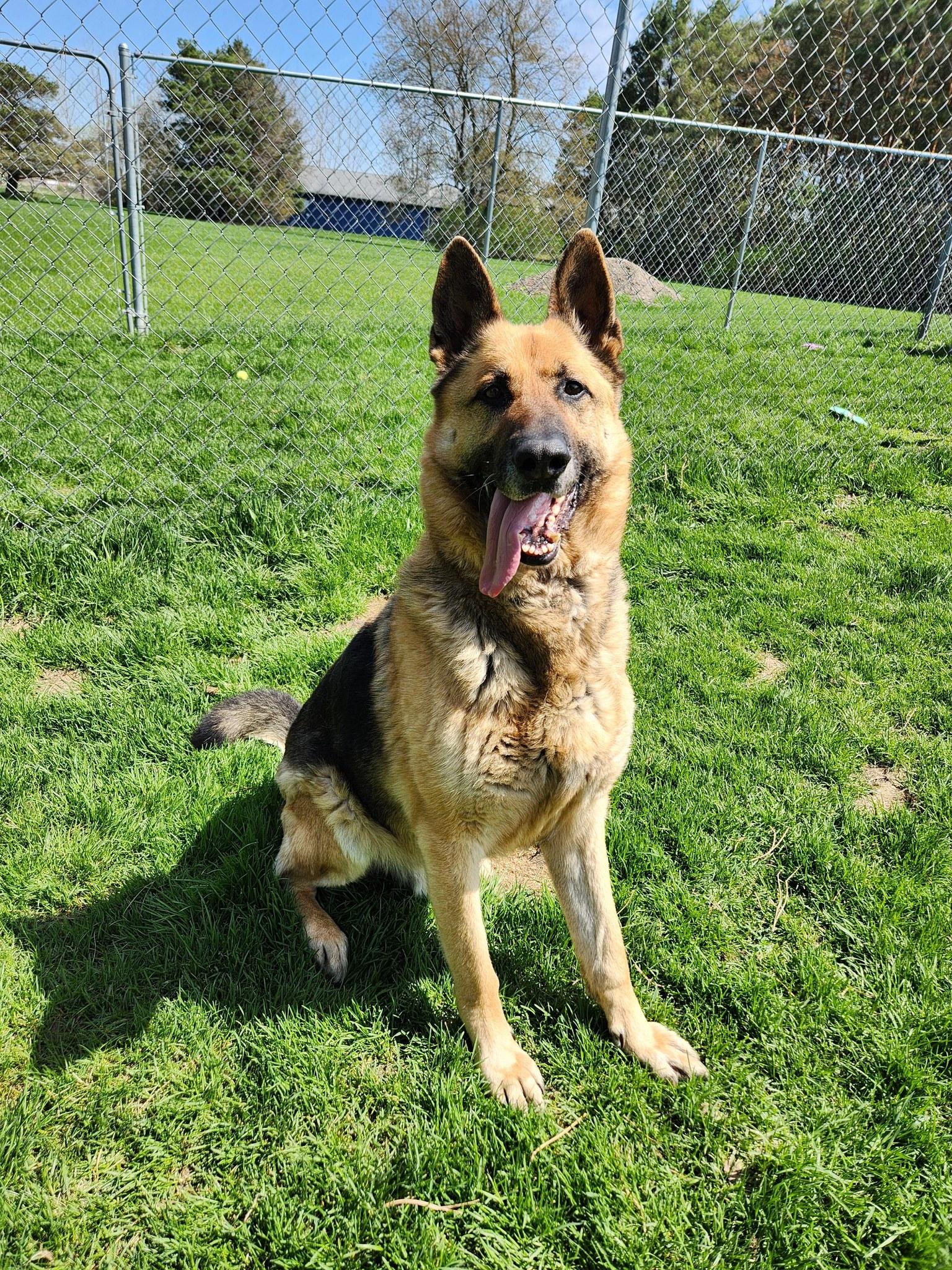 Ace, ADOPTABLE, Adult Male German Shepherd Dog.