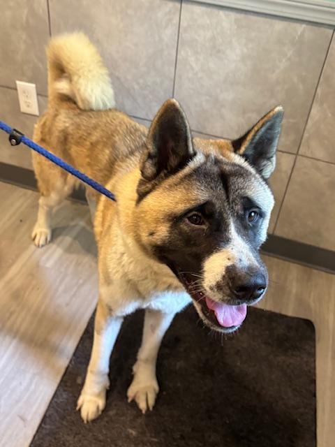 Enlarge Hachi, a Adoptable Akita in Hummelstown, PA image 3/6