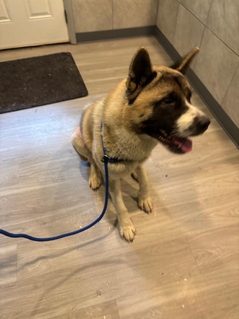 Enlarge Hachi, a Adoptable Akita in Hummelstown, PA image 4/6