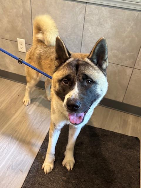 Enlarge Hachi, a Adoptable Akita in Hummelstown, PA image 5/6