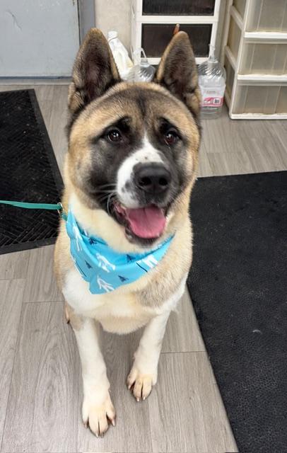 Enlarge Hachi, a Adoptable Akita in Hummelstown, PA image 1/6