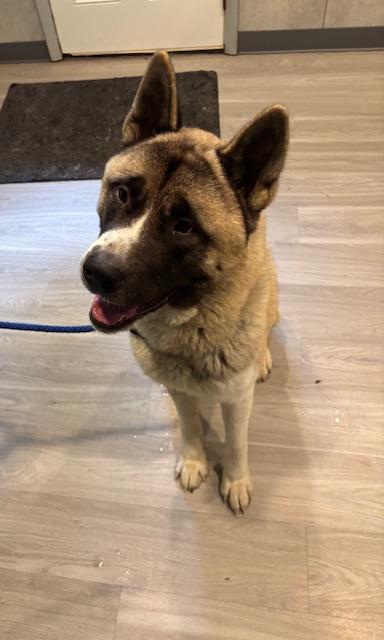 Enlarge Hachi, a Adoptable Akita in Hummelstown, PA image 6/6