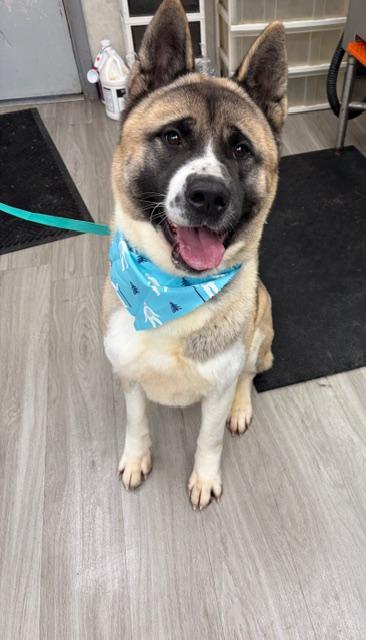 Enlarge Hachi, a Adoptable Akita in Hummelstown, PA image 2/6