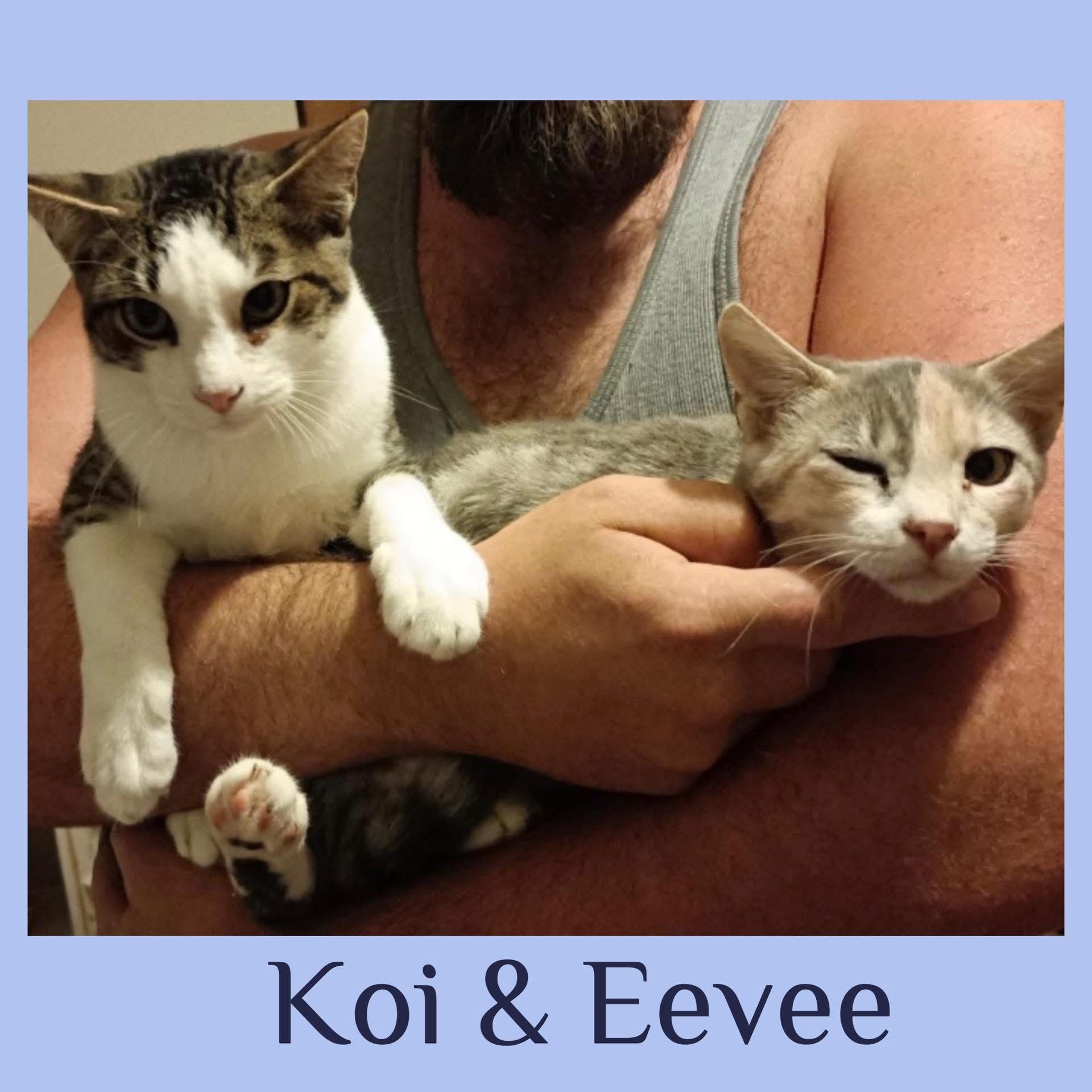 EEVEE, ADOPTABLE, Kitten Female Dilute Calico.