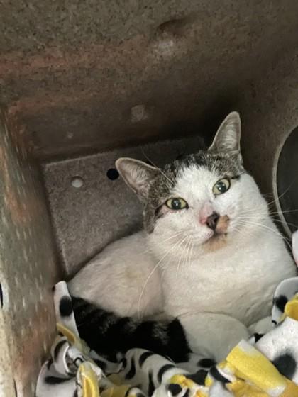 Camel, Adoptable, Adult Male Domestic Short Hair & Domestic Short Hair.