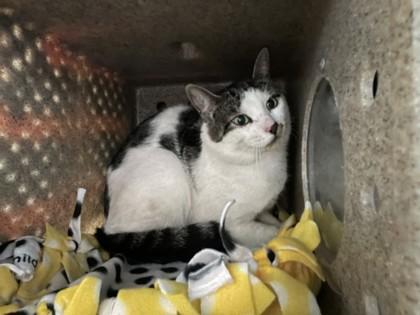 Enlarge Camel, a Adoptable Domestic Short Hair in New Hope, PA image 2/2