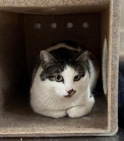 Enlarge Camel, a Adoptable Domestic Short Hair in New Hope, PA image 2/2