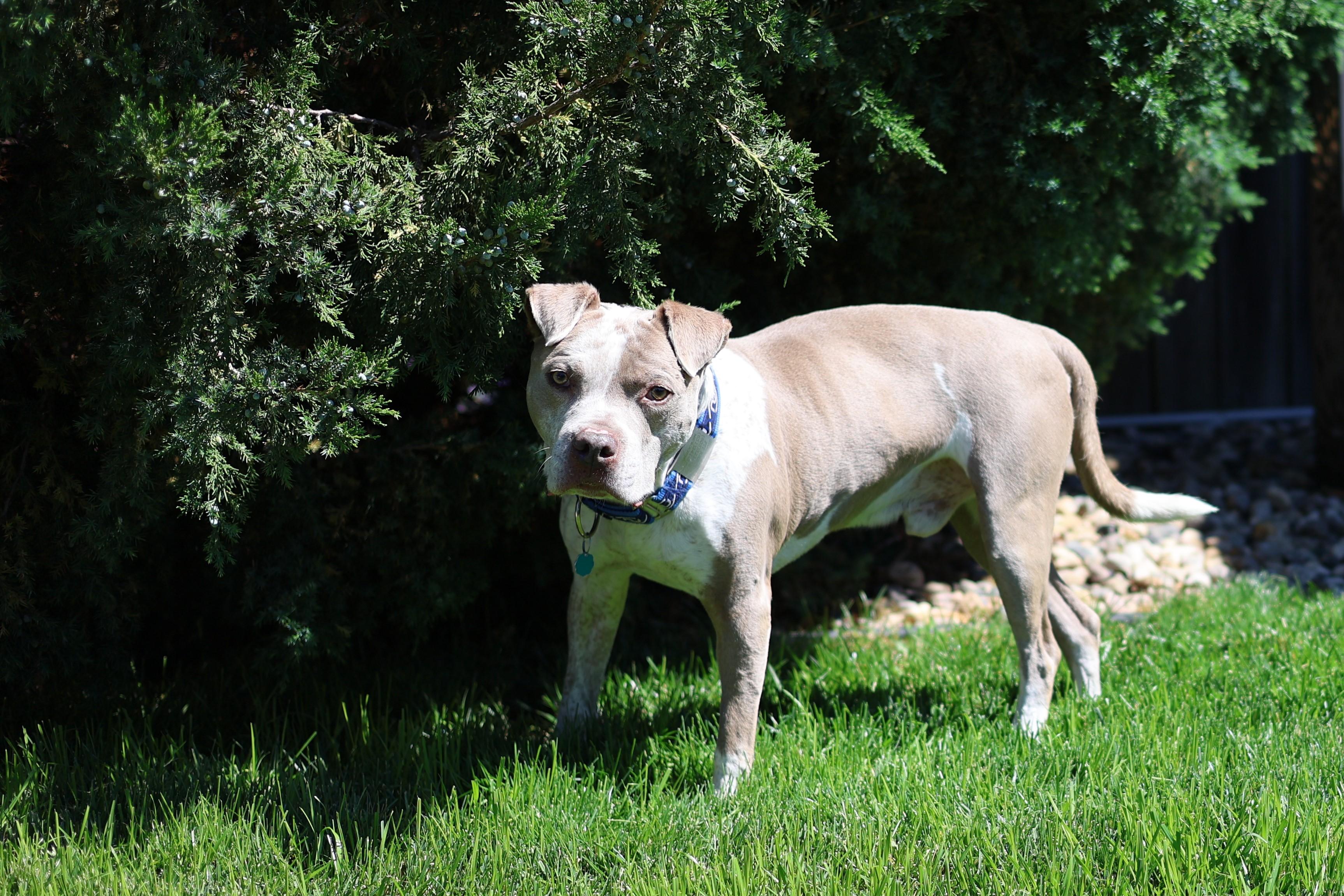 Enlarge Will Turner, a Adoptable mixed breed in Sioux Falls, SD image 3/6
