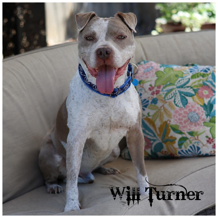 Will Turner, Adoptable, Senior Male Terrier.