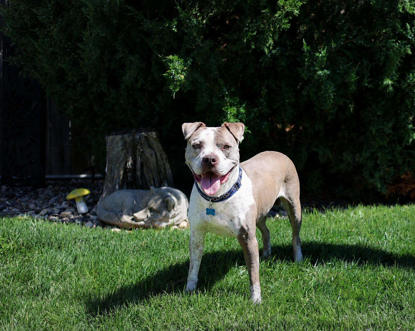 Enlarge Will Turner, a Adoptable mixed breed in Sioux Falls, SD image 5/6