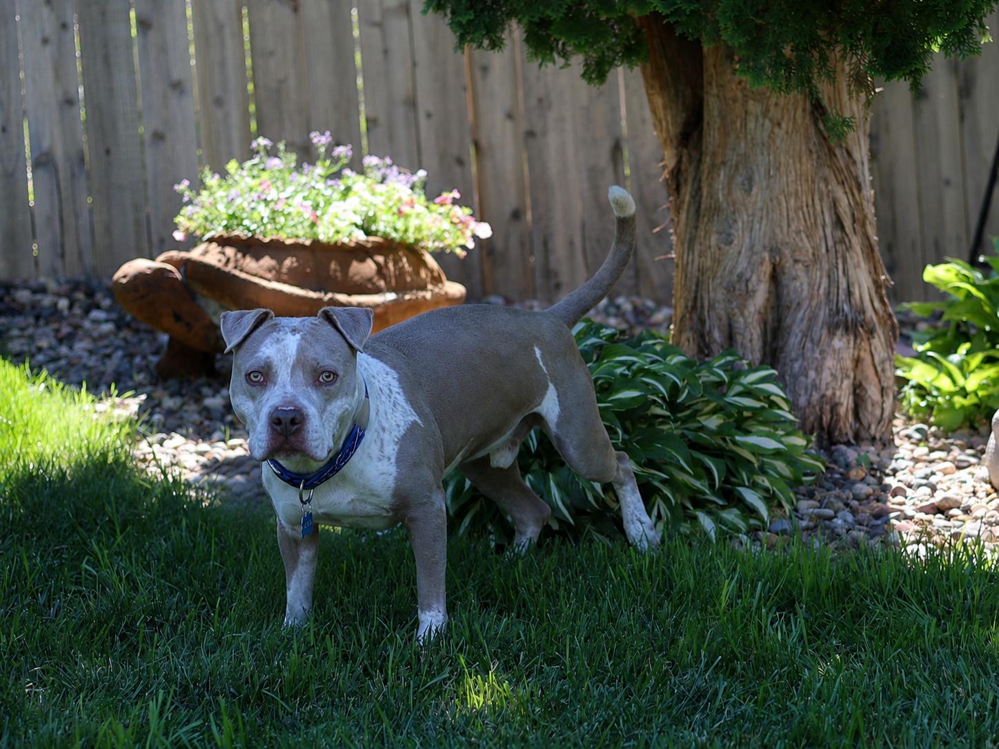 Enlarge Will Turner, a Adoptable mixed breed in Sioux Falls, SD image 2/6