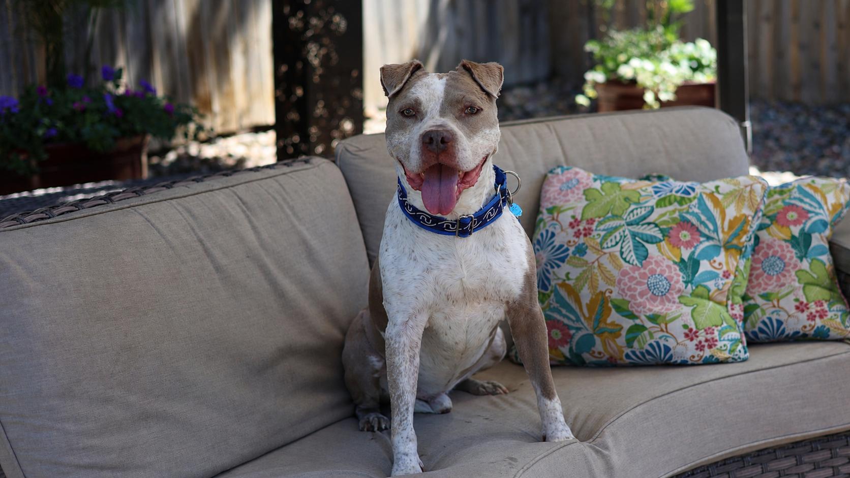 Enlarge Will Turner, a Adoptable mixed breed in Sioux Falls, SD image 6/6