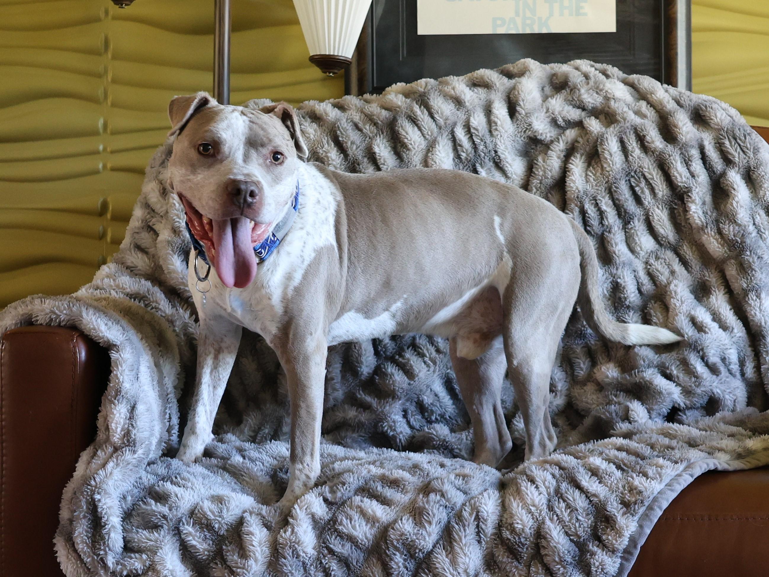 Enlarge Will Turner, a Adoptable mixed breed in Sioux Falls, SD image 4/6