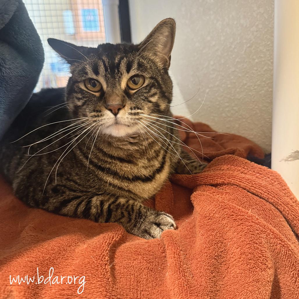 Mabel, Adoptable, Adult Female Domestic Short Hair.