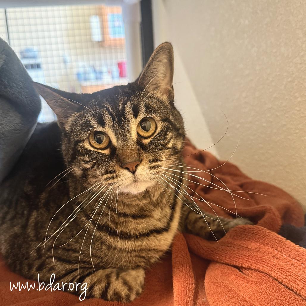 Mabel, a Adoptable Domestic Short Hair in Cheyenne, WY image 2/2