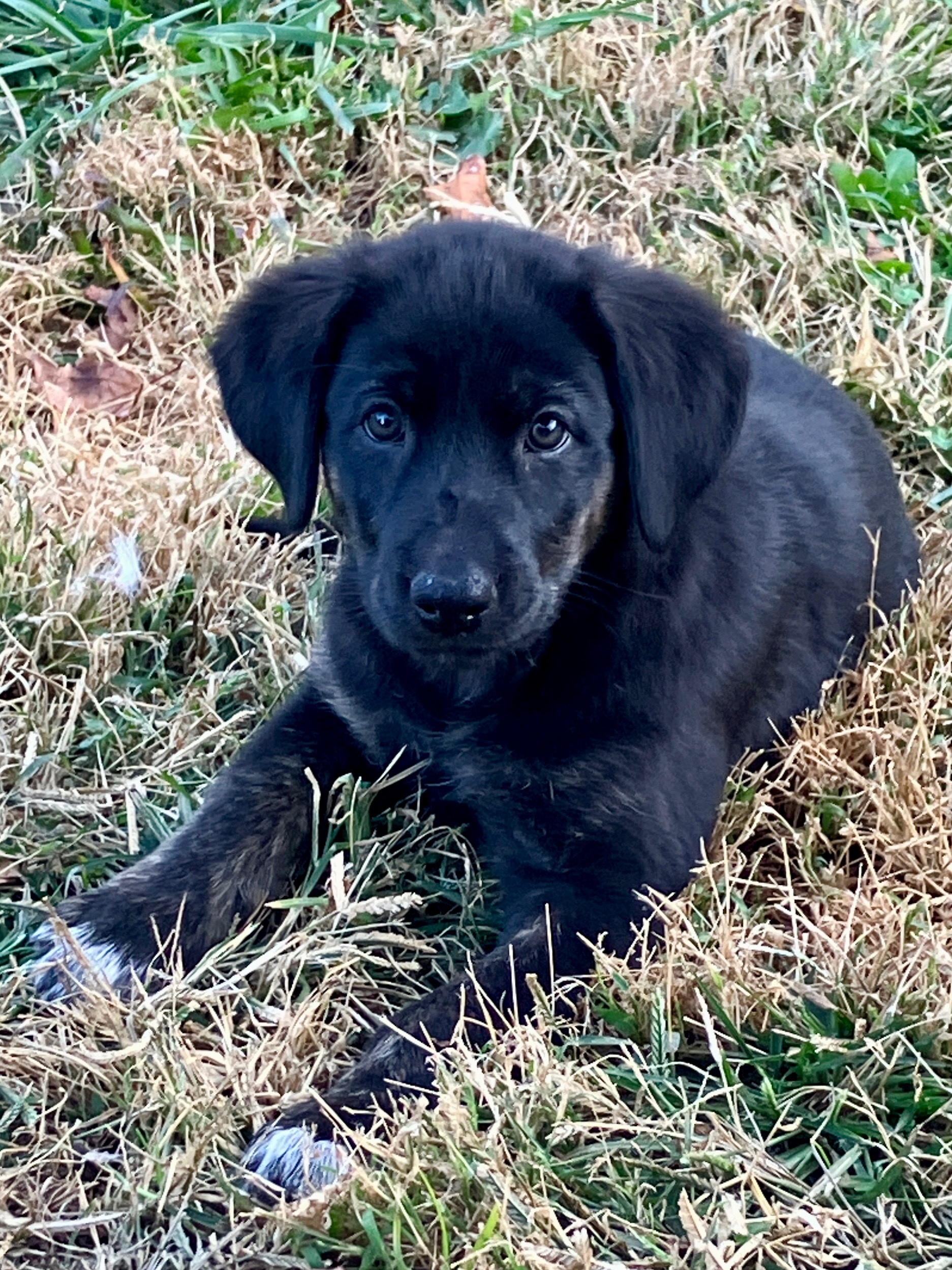 Dog for adoption Jasmine, a Yellow Labrador Retriever & Australian