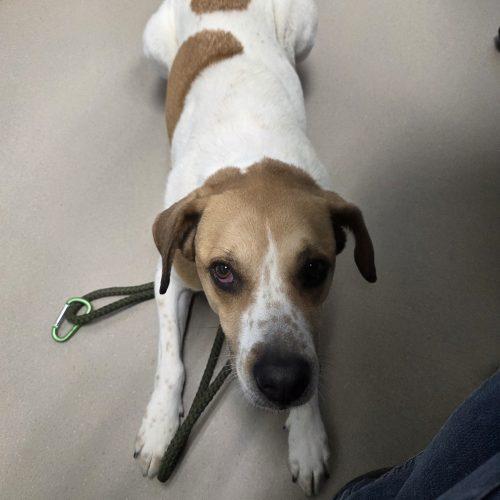 Kiefer, Adoptable, Senior Male Hound & Mixed Breed.