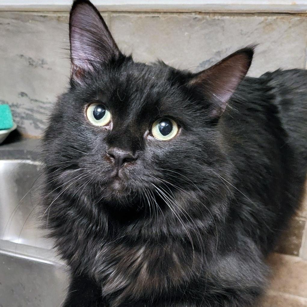 Enlarge Boswell, a Adoptable Domestic Medium Hair in Scarborough, ON image 1/3