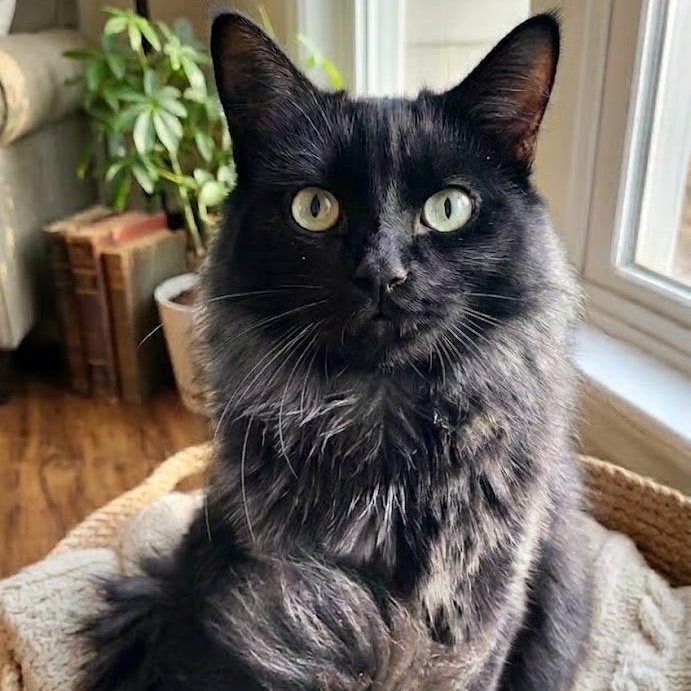 Boswell, Adoptable, Young Male Domestic Medium Hair.