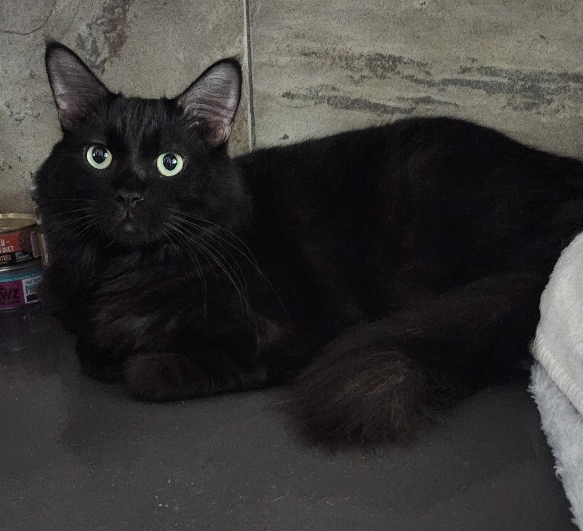 Boswell, adoptable, Young Male Domestic Medium Hair.