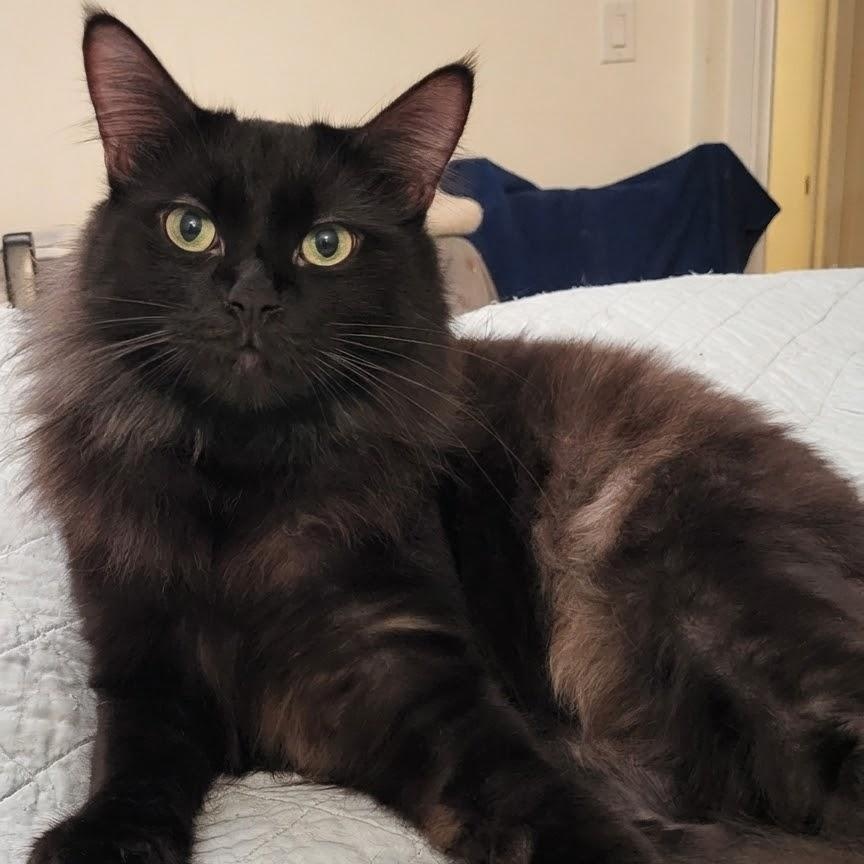 Enlarge Boswell, a Adoptable Domestic Medium Hair in Scarborough, ON image 1/1