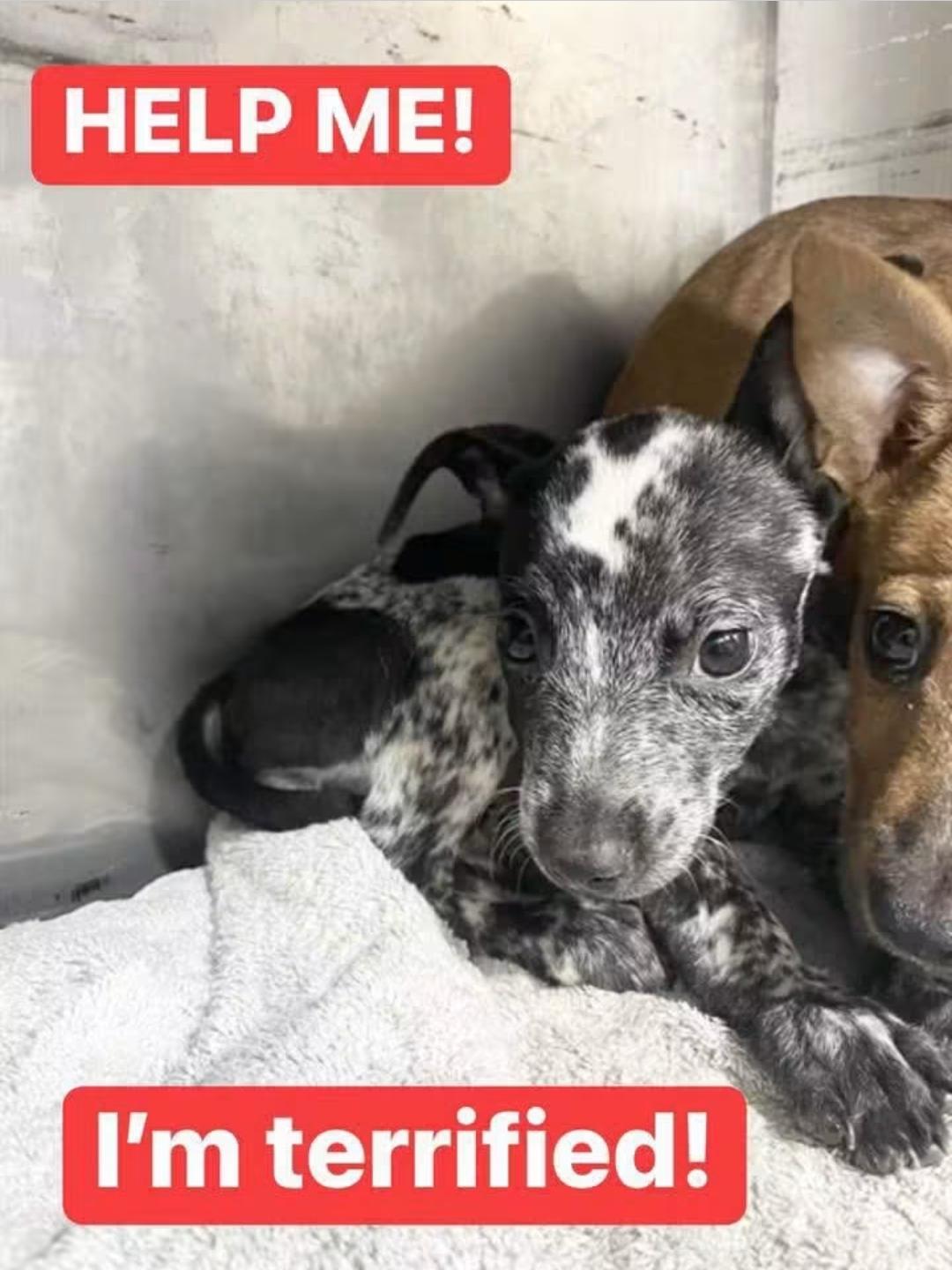Popsicle, Adopted, Puppy Female Australian Cattle Dog / Blue Heeler.